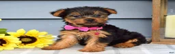 Yorkshire Terrier dogs for sale: Amelia - Ad 7