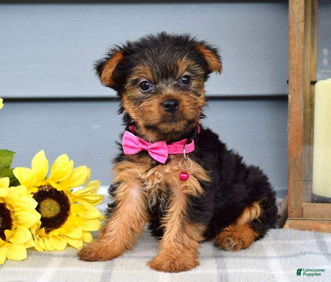 Yorkshire Terrier dogs for sale: Amelia - Ad 7
