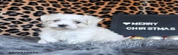 Maltese dogs for sale: Dolphin - Ad 1