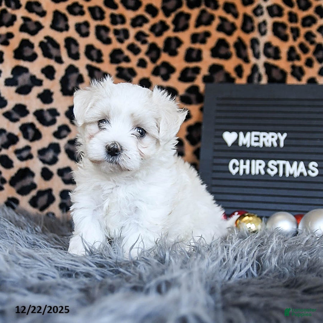 Maltese dogs for sale: Dolphin - Ad 1