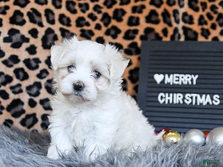 Maltese dogs Dolphin - Ad 16