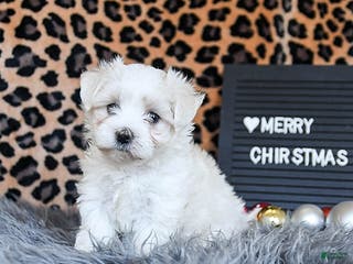 Maltese dogs Dolphin - Ad 41