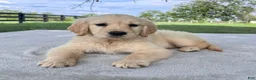 Golden Retriever dogs for sale: Grace - Ad 3