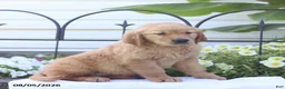Golden Retriever dogs for sale: Champion - Ad 4
