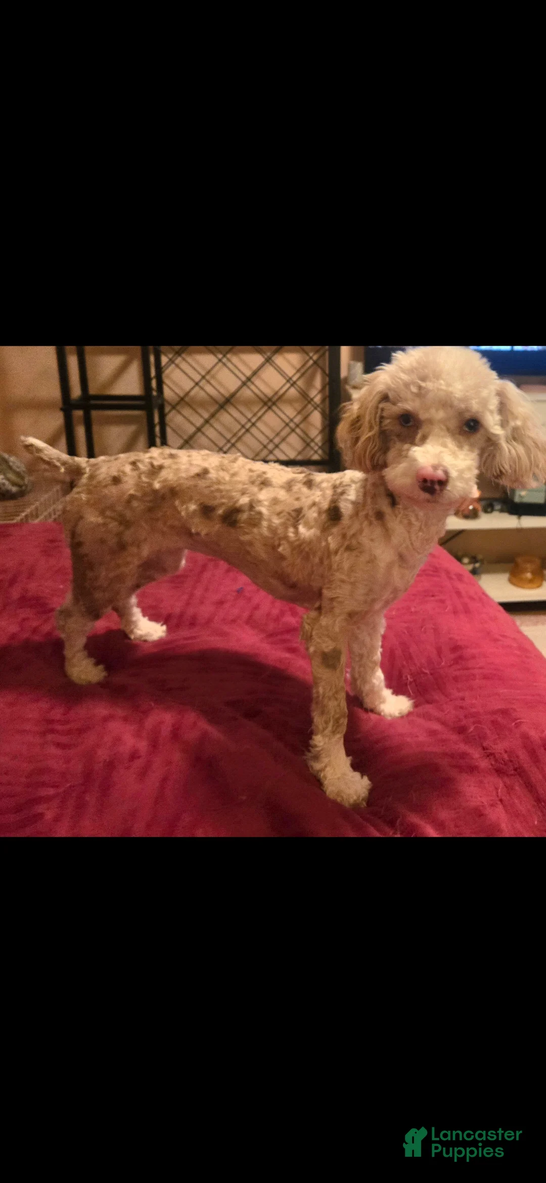 Doxiepoo dogs for sale: Doxiepoo Puppy 4 - Ad 2