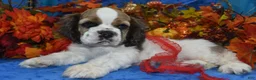 Cocker Spaniel dogs for sale: AKC Boone Chocolate Sable Parti Merle Blue Eyes American Cocker Spaniel Puppy - Ad 4
