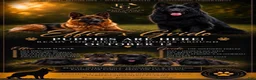 German Shepherd dogs for sale: German Shepherd 2 - Ad 3
