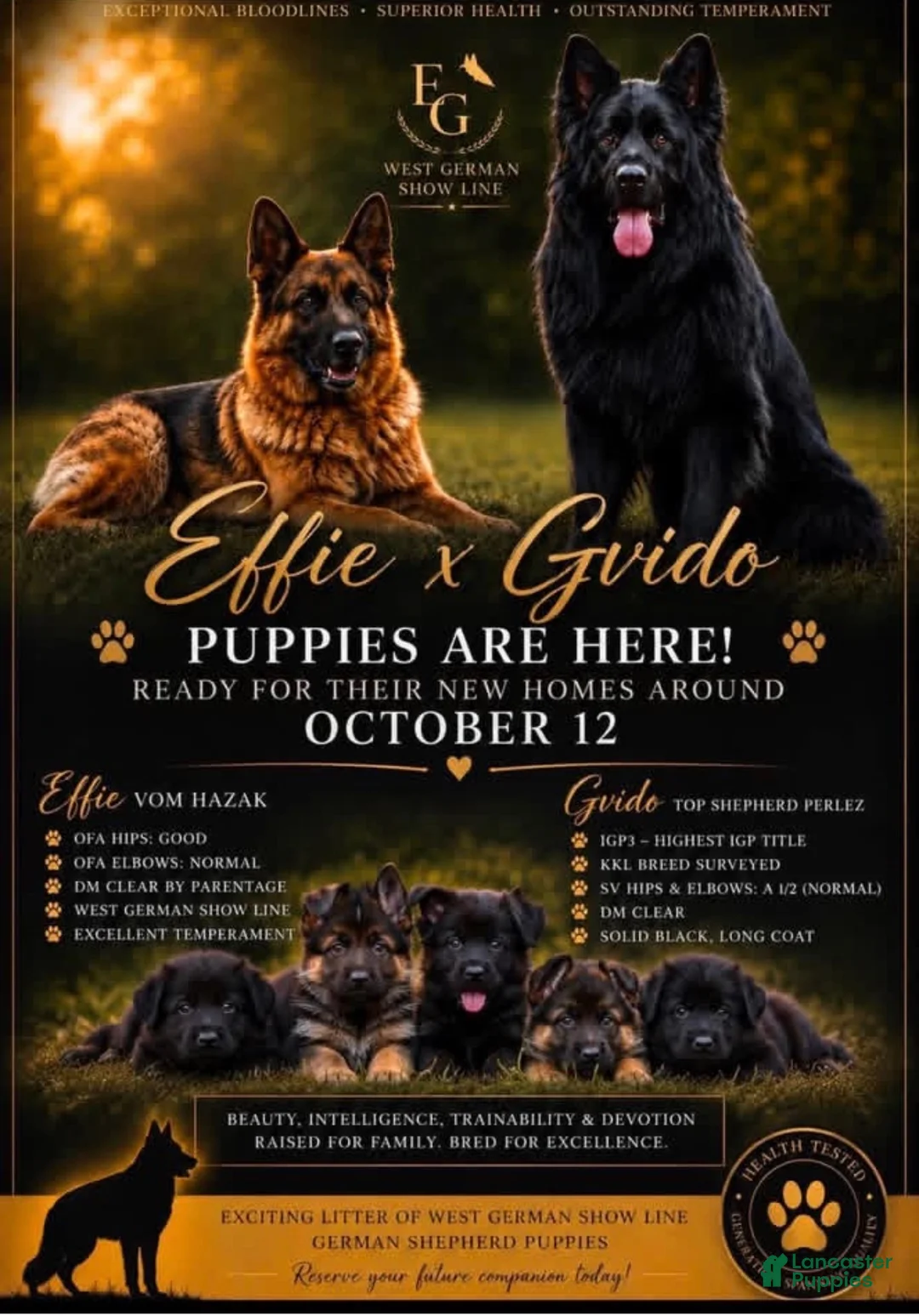 German Shepherd dogs for sale: German Shepherd 2 - Ad 3