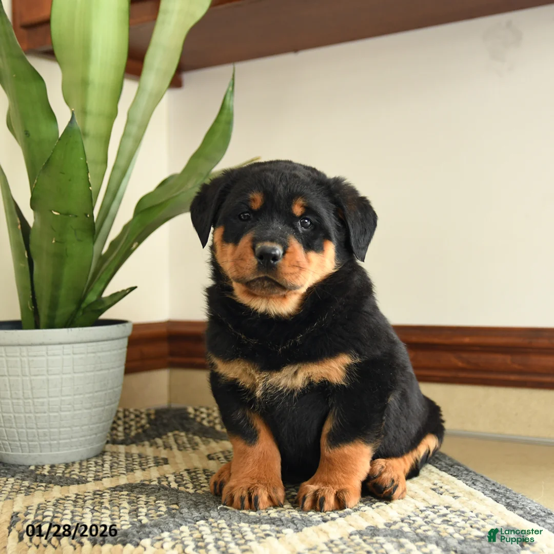 Rottweiler dogs for sale: Diego - Ad 1