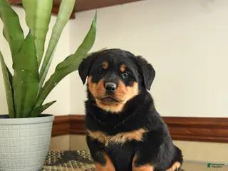 Rottweiler dogs Diego - Ad 10