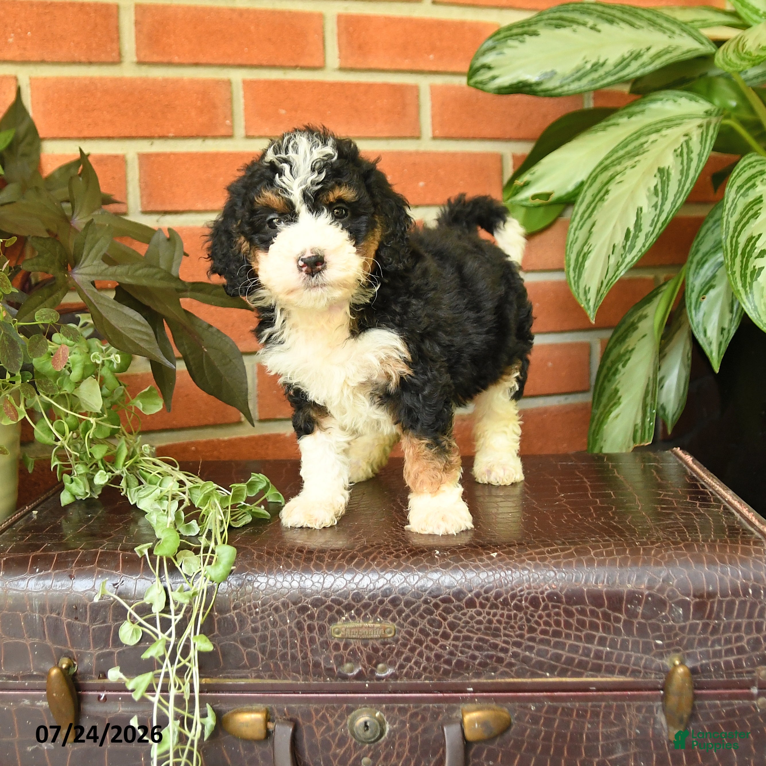 Bernedoodle dogs Jenifer - Ad 1