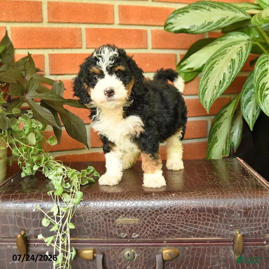 Bernedoodle dogs for sale: Jenifer - Ad 1