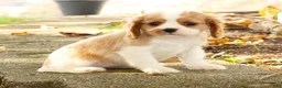 Cavalier King Charles Spaniel dogs for sale: Zoe - Ad 6