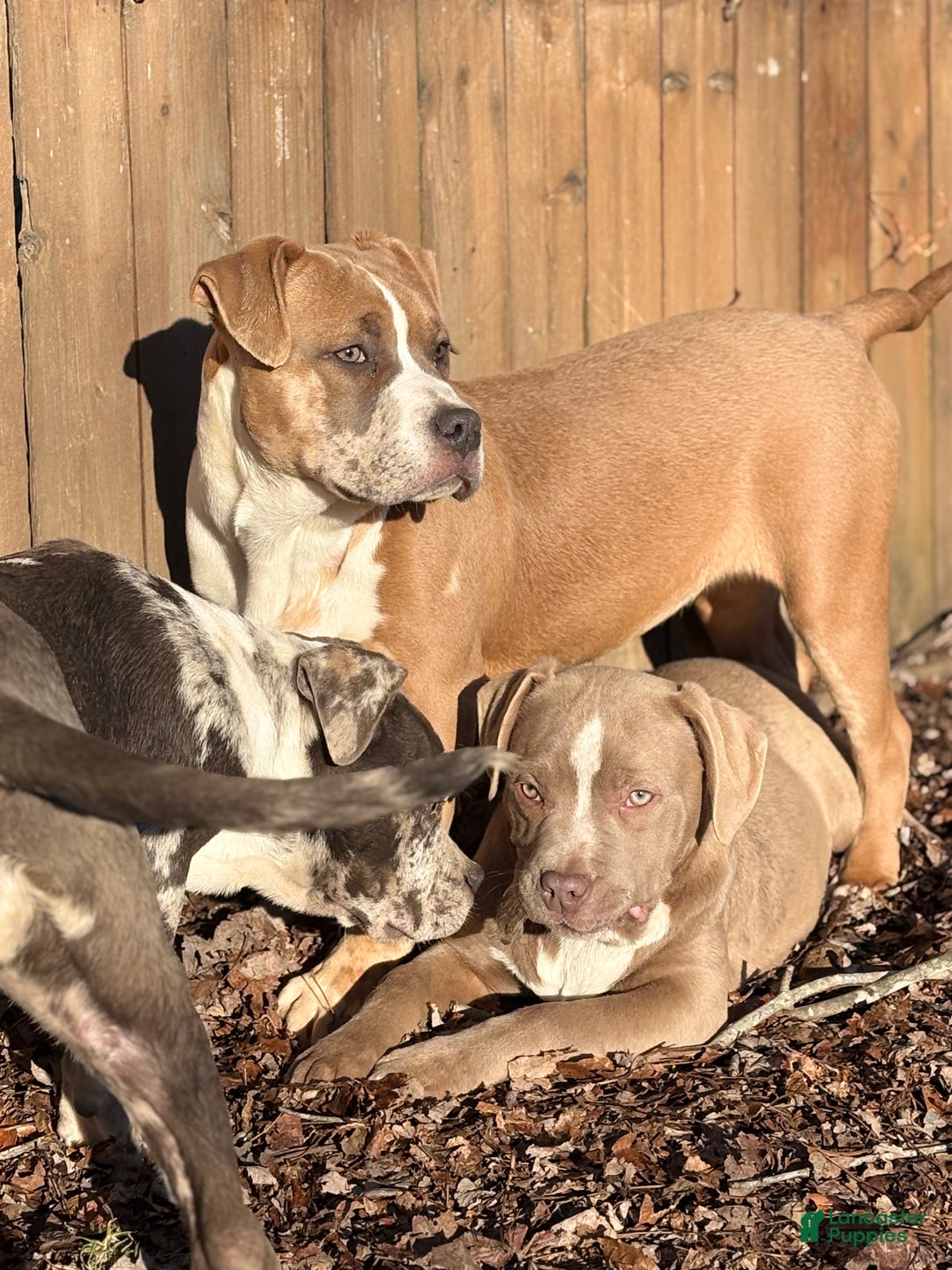 American Bully dogs for sale: Xena - Ad 7