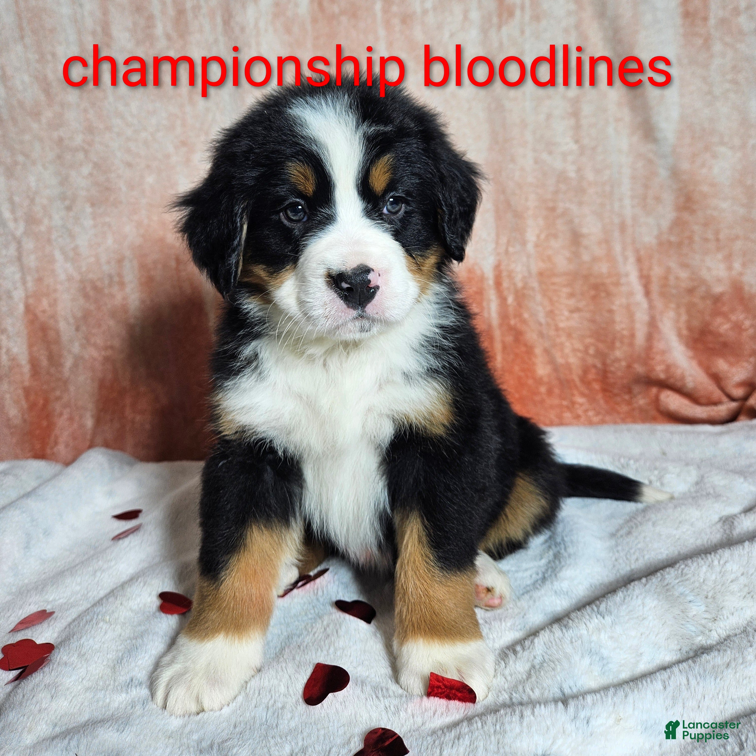 Bernese Mountain Dog dogs Bentley  - Ad 23