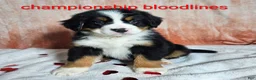 Bernese Mountain Dog dogs for sale: Bentley  - Ad 1