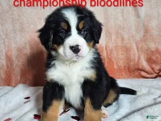 Bernese Mountain Dog dogs Bentley - Ad 23