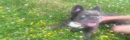 French Bulldog dogs for sale: Teddy  - Ad 6