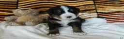 Bernese Mountain Dog dogs for sale: Beulah - Ad 4