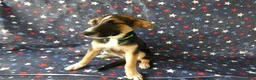 Sheprador dogs for sale: Golden Shepherd 1 Susie - Ad 5