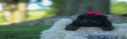 Miniature Dachshund dogs for sale: Honey 🐾❤️ - Ad 8