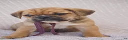 Puggle dogs for sale: Opal - Ad 2