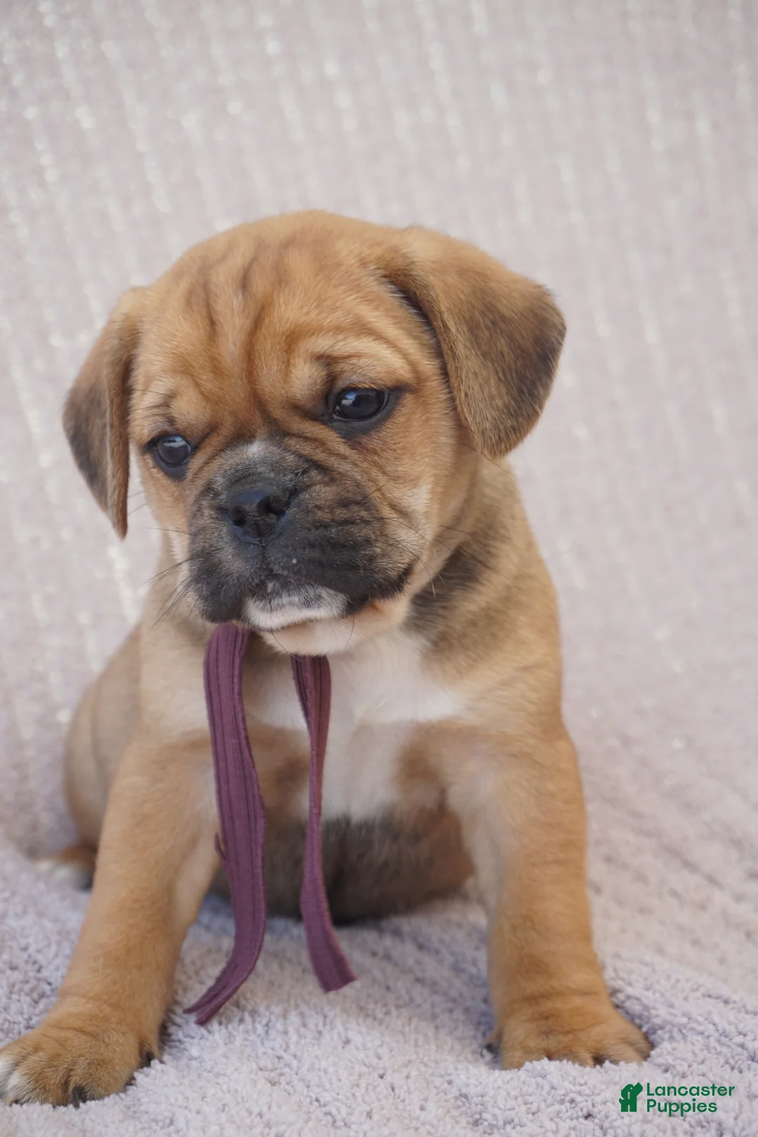 Puggle dogs for sale: Opal - Ad 2