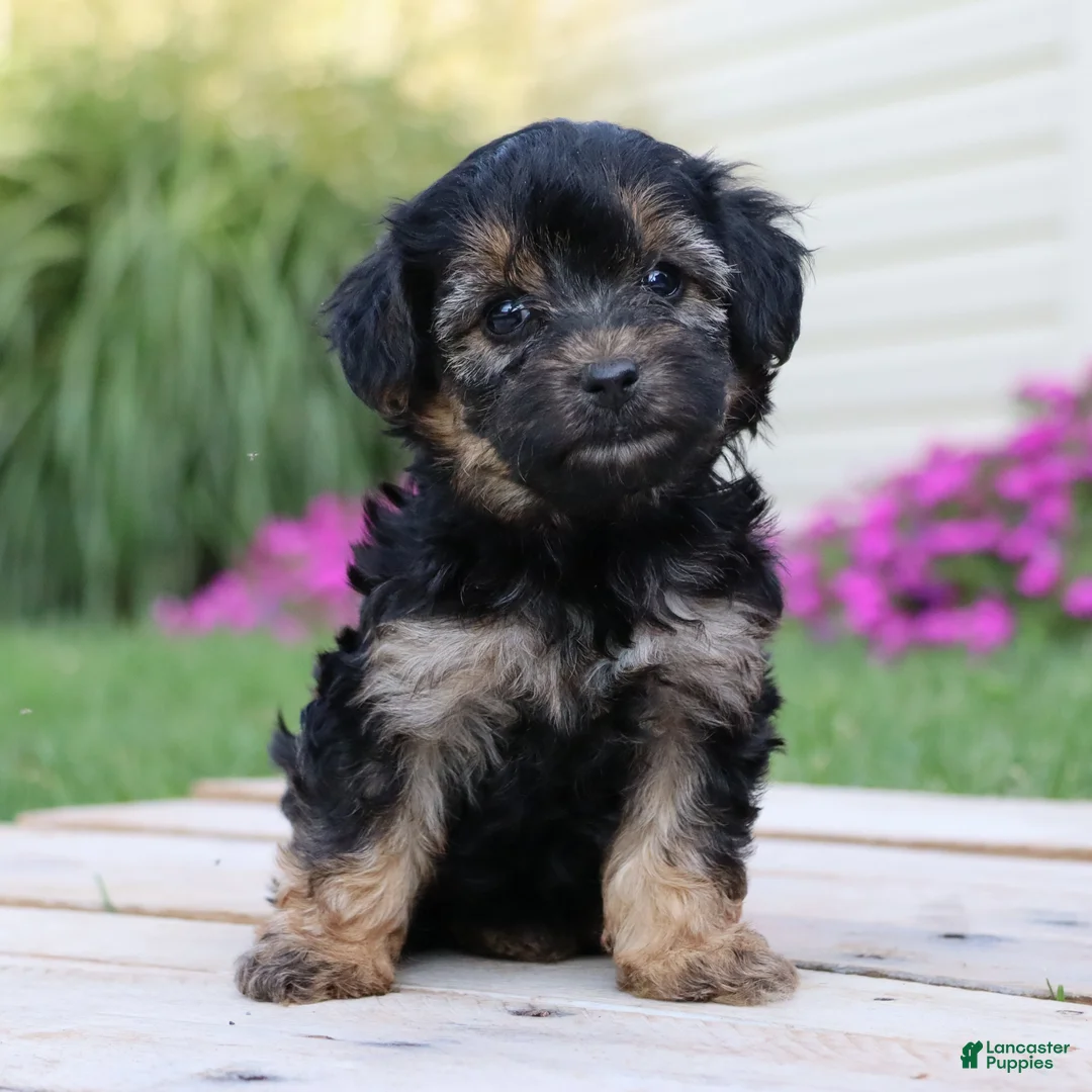 Yorkiepoo dogs for sale: Krissy - Ad 5