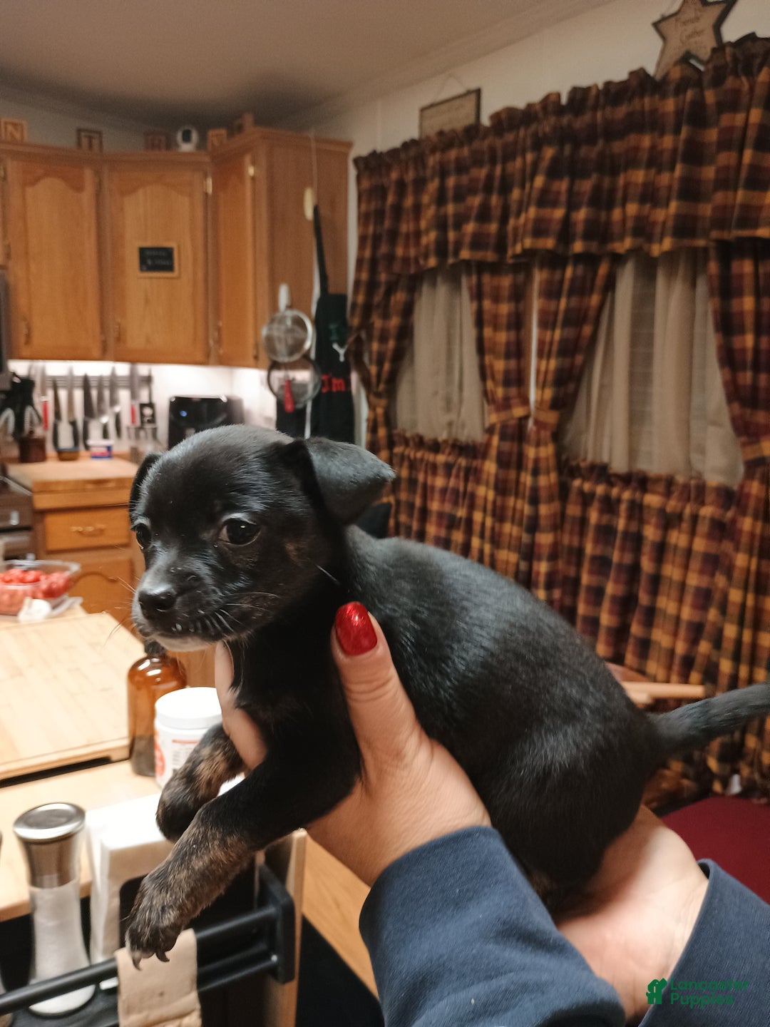 Chihuahua dogs for sale: Sable - Ad 4