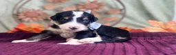 Bernedoodle dogs for sale: Ivy - Ad 3