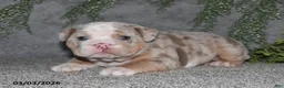 English Bulldog dogs for sale: Akila - Ad 5