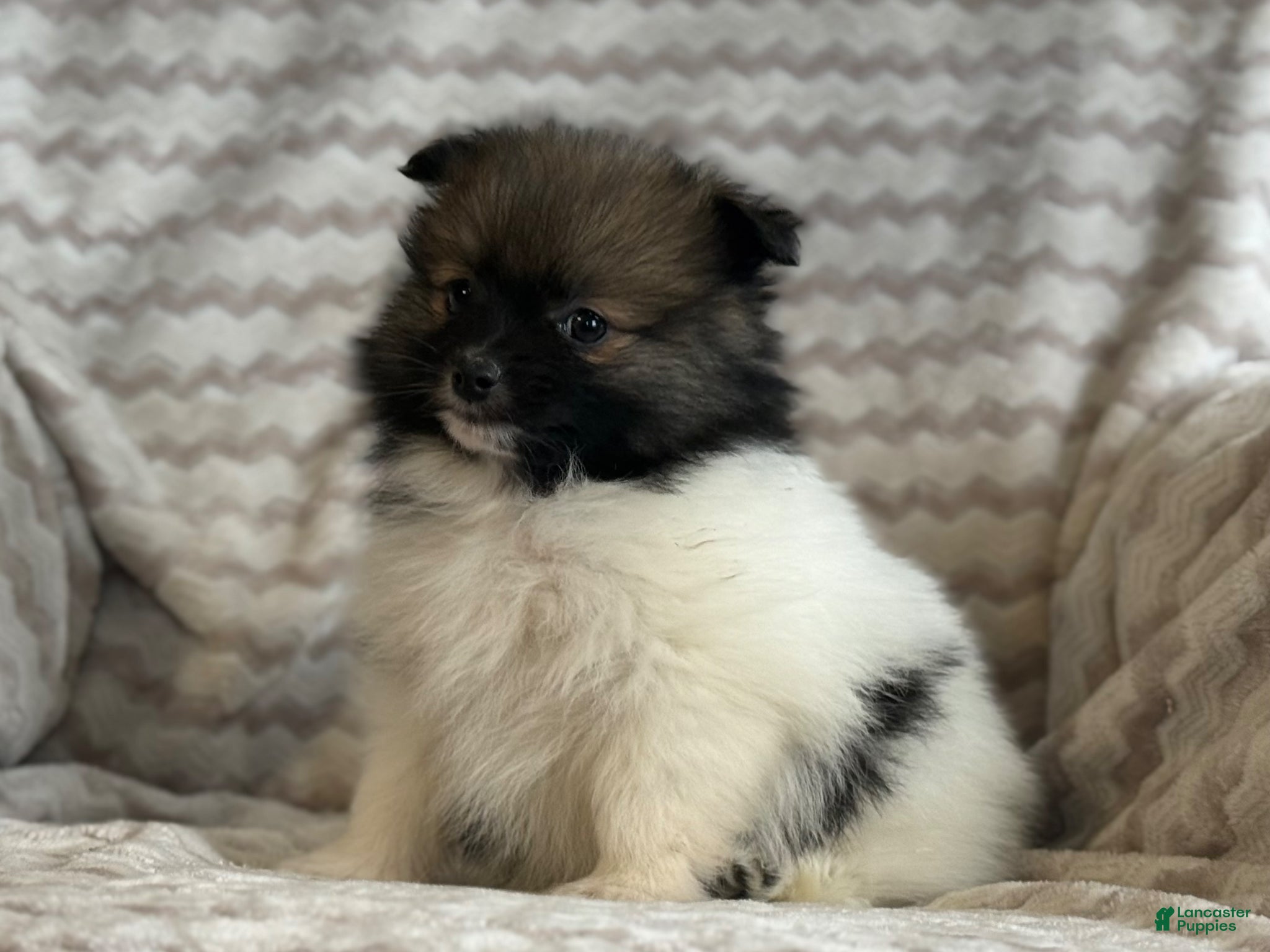 Pomeranian dogs Rocky - Ad 2