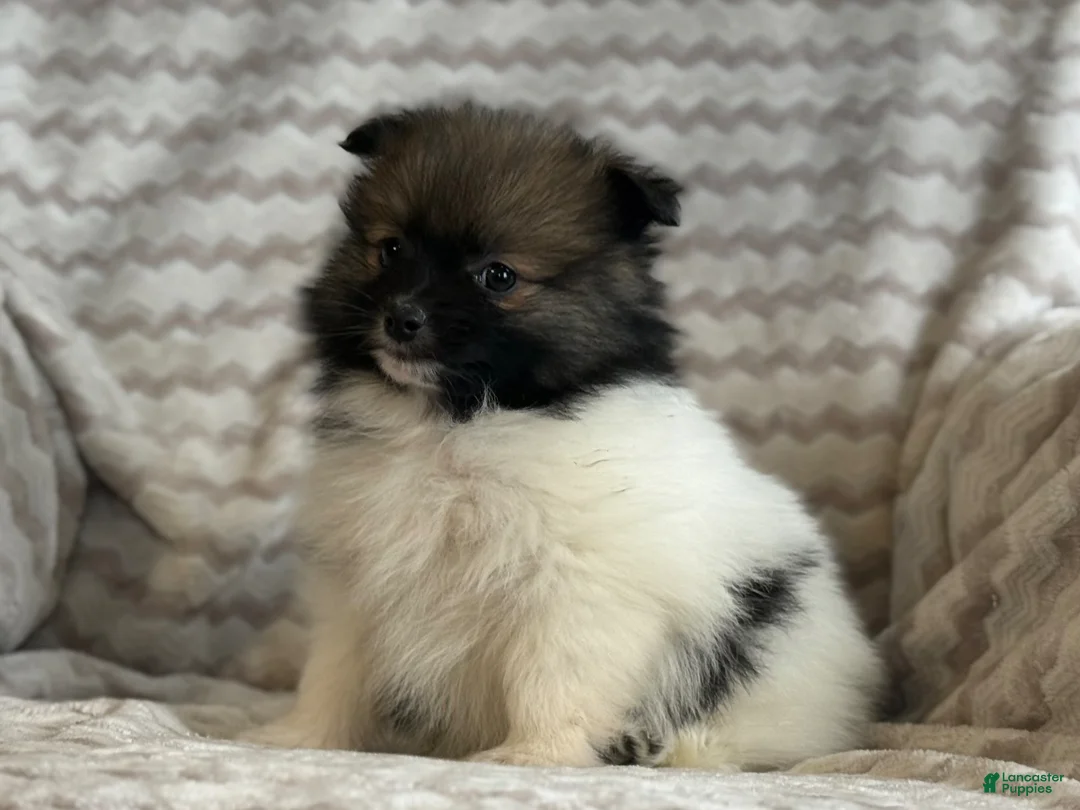 Pomeranian dogs for sale: Rocky - Ad 2