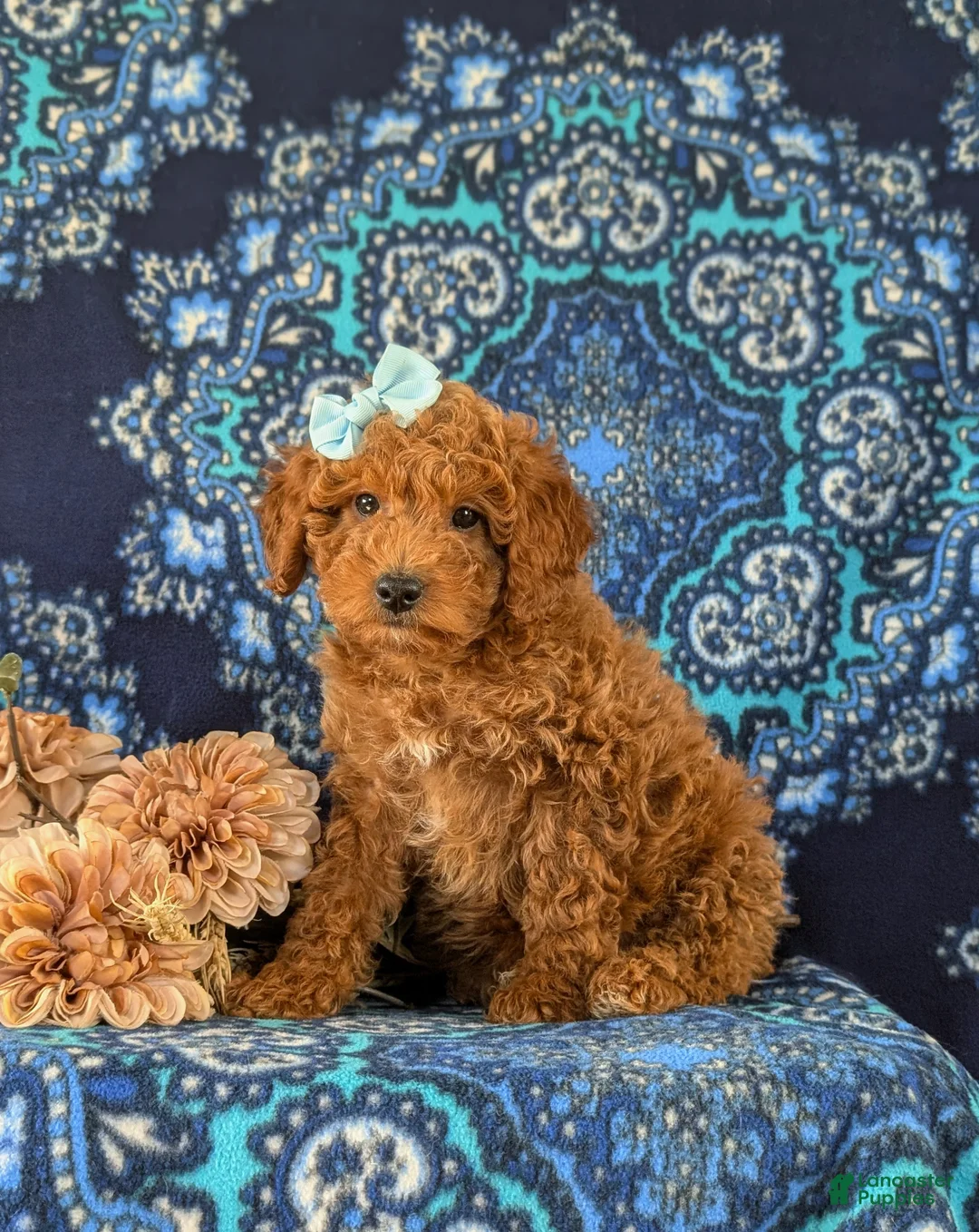 Miniature Labradoodle dogs for sale: Charlene Hypoallergenic - Ad 2