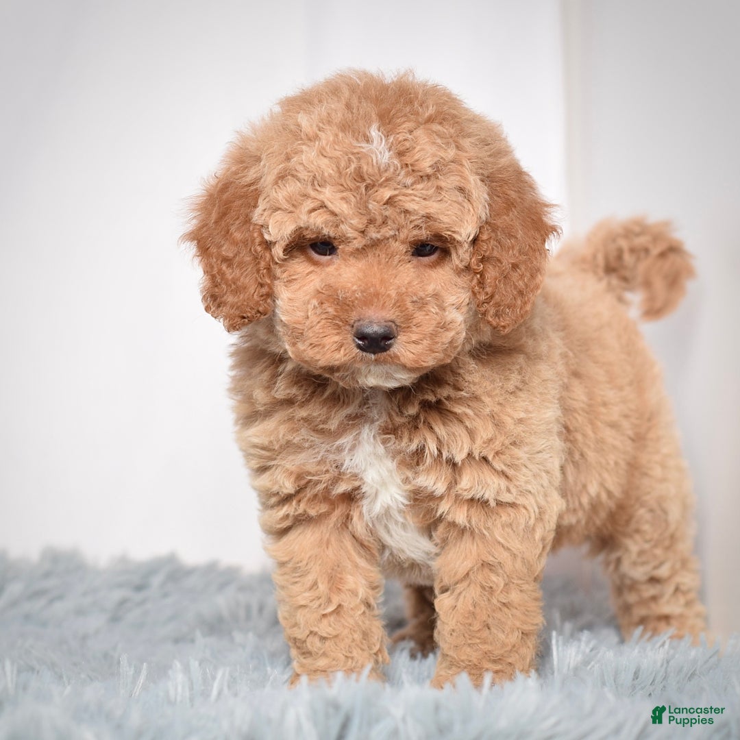Mini Goldendoodle dogs for sale: Mr. Ozzie - Ad 6