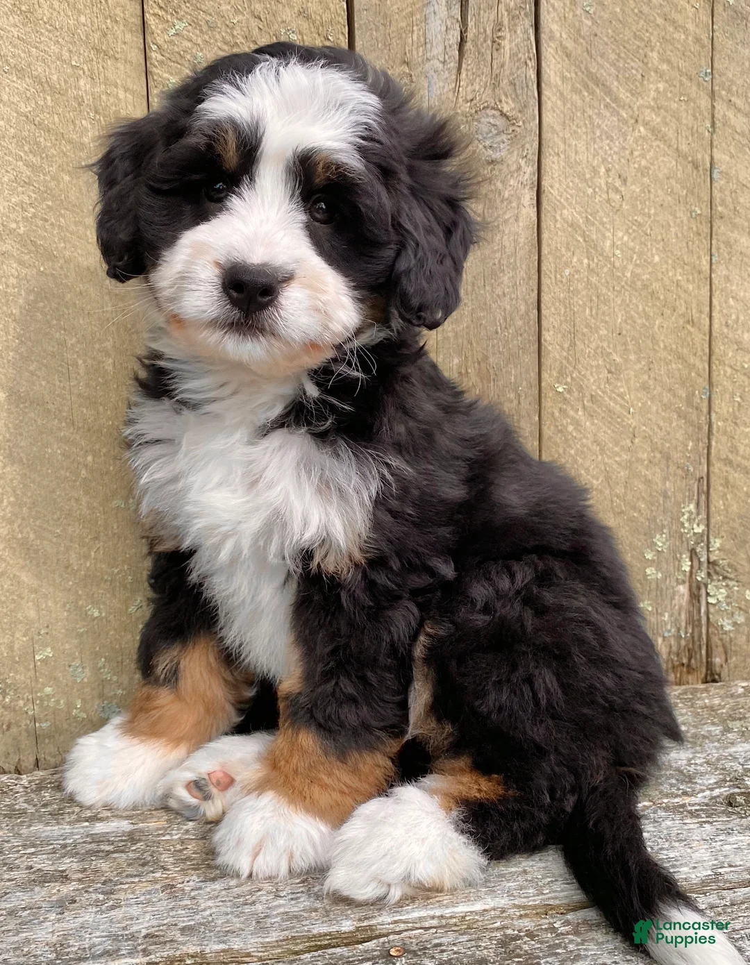 Mini Bernedoodle dogs for sale: 🩷IN BOSTON MASSACHUSETTS AREA🩷TRADITIONAL TRI COLOR🩷MINI BERNEDOODLE🩷 - Ad 1