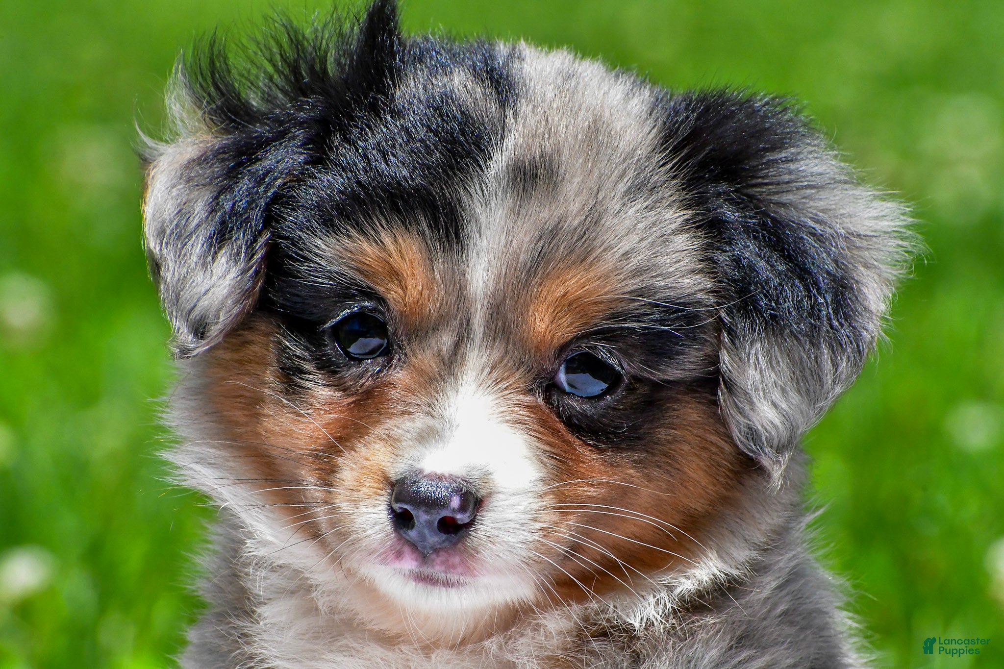 Miniature Australian Shepherd dogs Felisha - Ad 2
