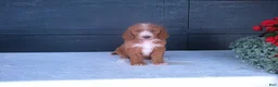 Goldendoodle dogs for sale: Kira - Ad 7