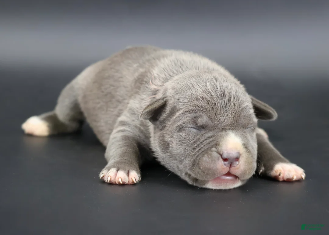 American Bully dogs for sale: Duchess - Ad 1
