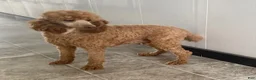 Cavapoo dogs for sale: Mason - Ad 4