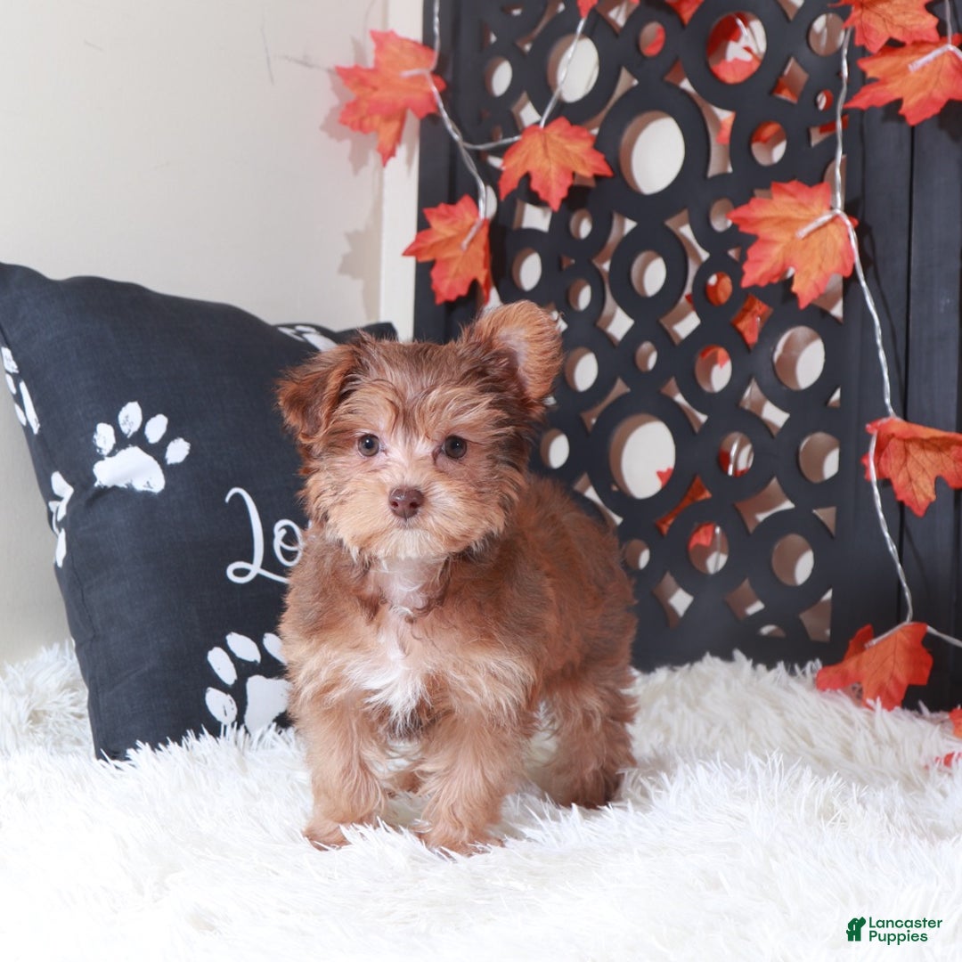 Yorkiepoo dogs for sale: Suzie-Q - Ad 4