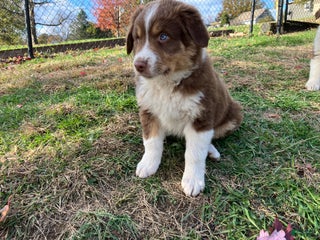 Australian Shepherd dogs - Ad 21