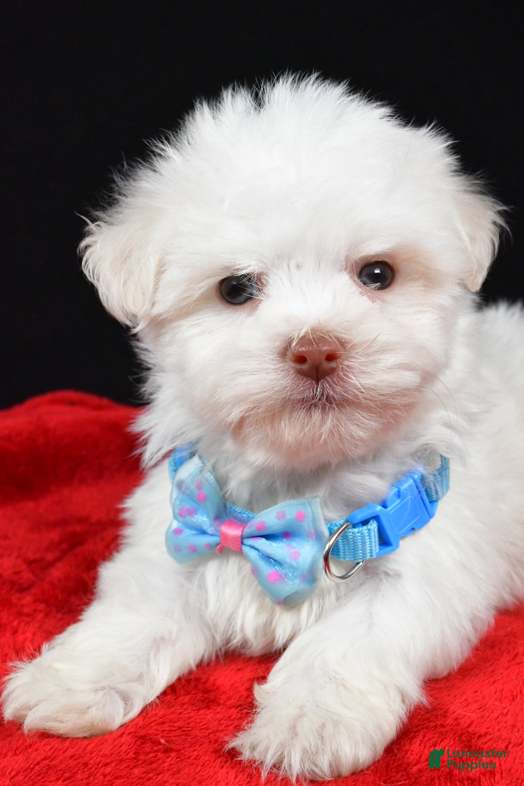 Havanese dogs for sale: Zach - Ad 3