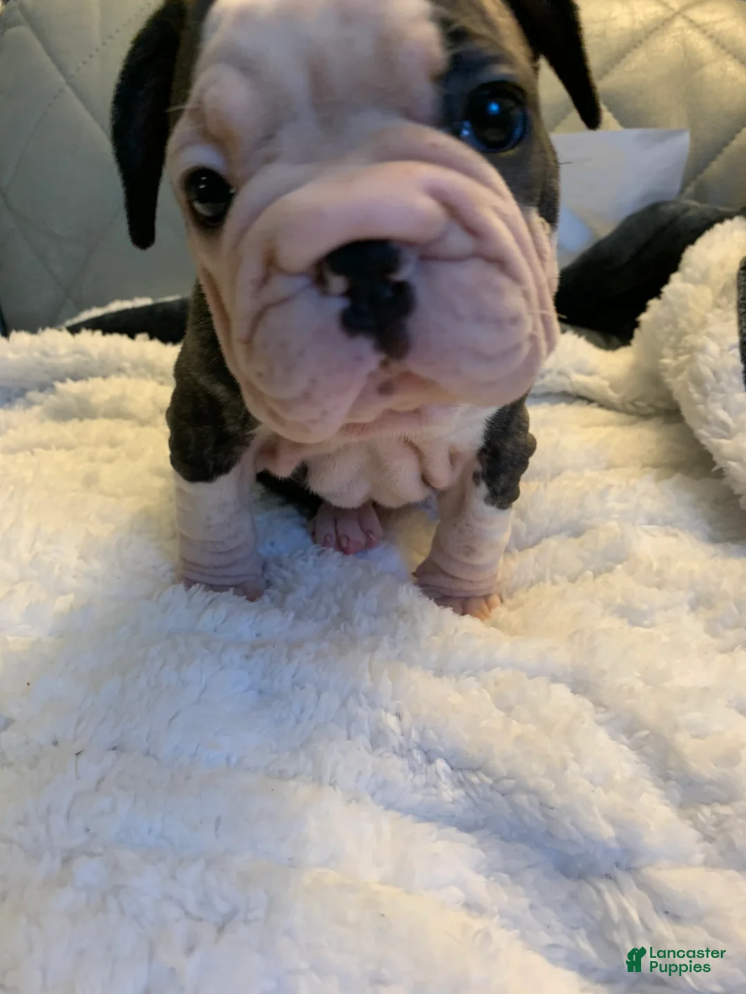 French Bulldog dogs for sale: French Bulldog 4 - Ad 2