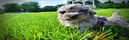 Havapoo dogs for sale: Huggles - Ad 14