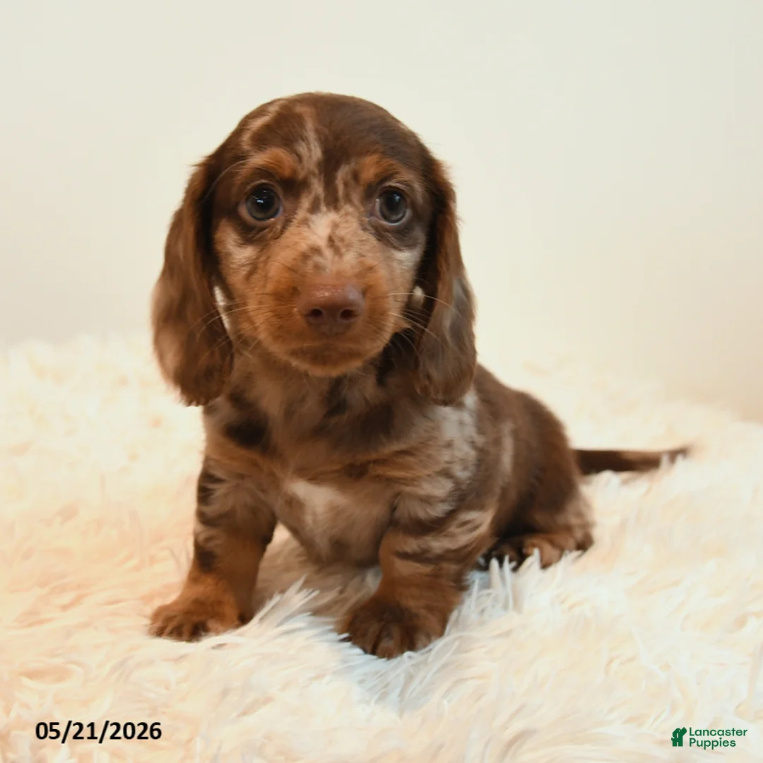 Miniature Dachshund dogs for sale: Slinky - Ad 2