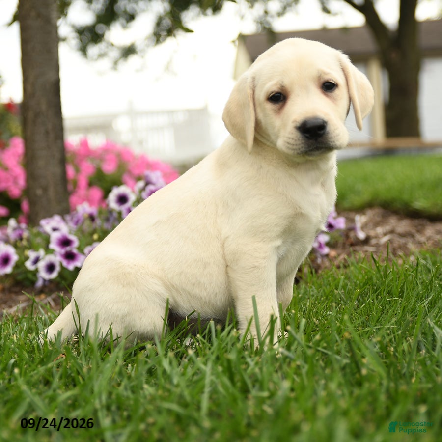 Labrador Retriever dogs Lily - Ad 2