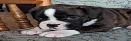 Boxer dogs for sale: Lucy - Ad 3
