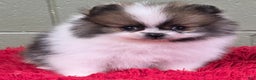 Pomeranian dogs for sale: Bits - Ad 8