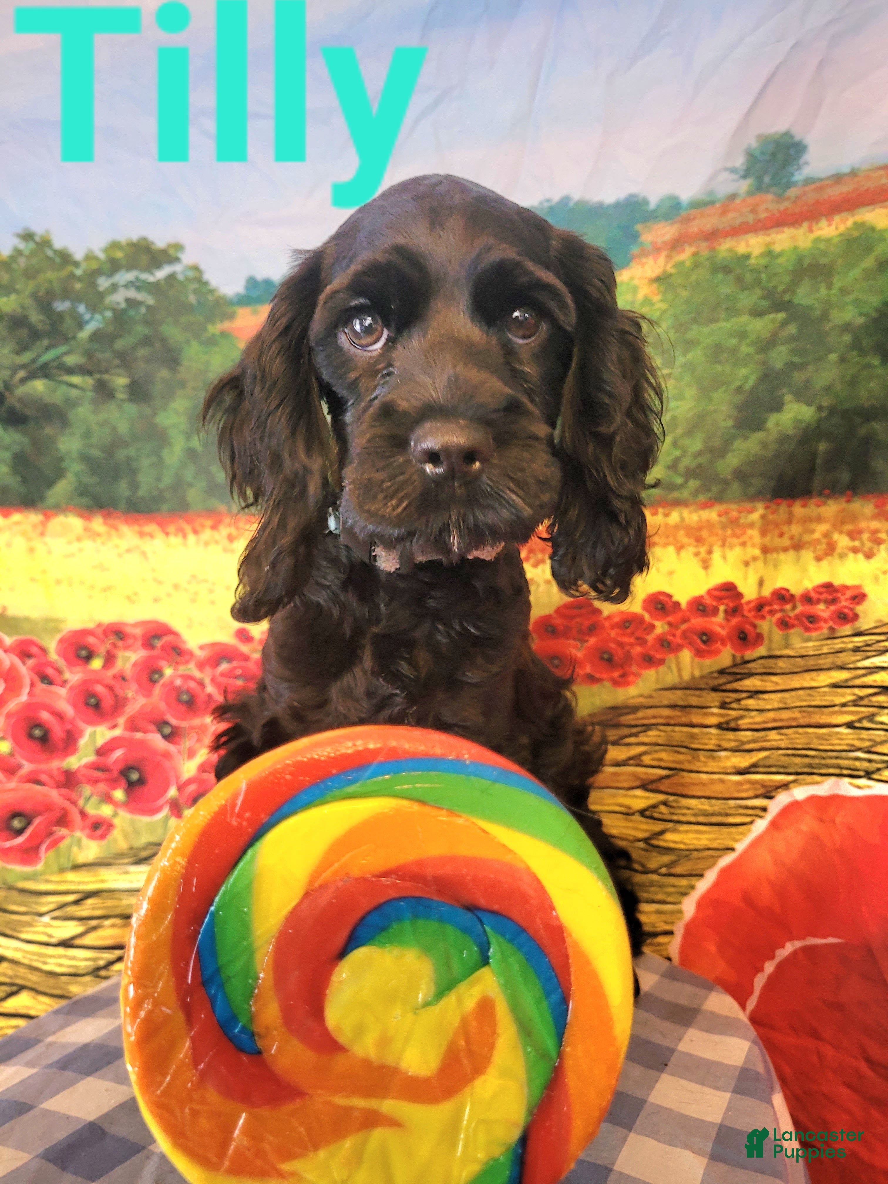 Cockapoo dogs Teal Girl  - Ad 34